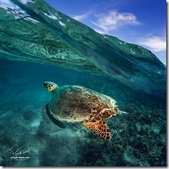 big sea turtle soaring in deep blue sea