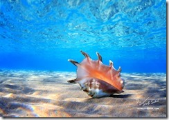 beautifull sea shell at the bottom of sand with reflections underwater 