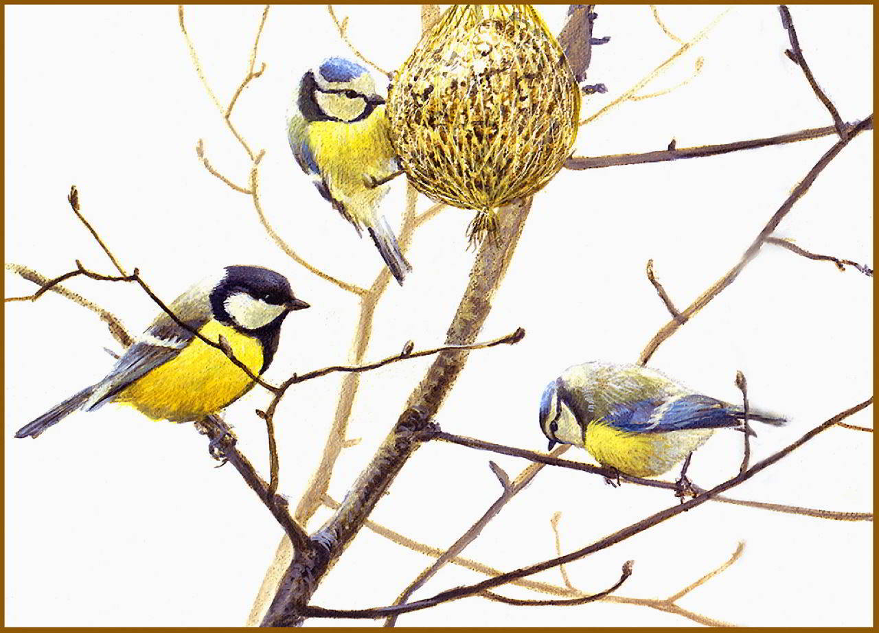 Blue Tits and Great Tit, 2001.