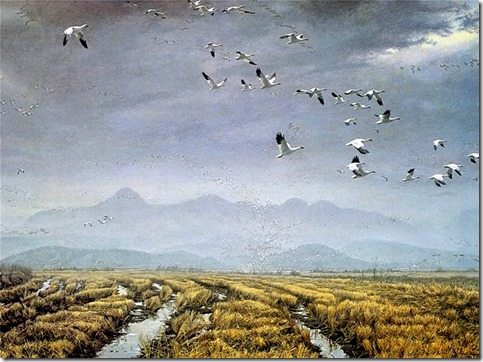 Across the Sky – Snow Geese, 1983
