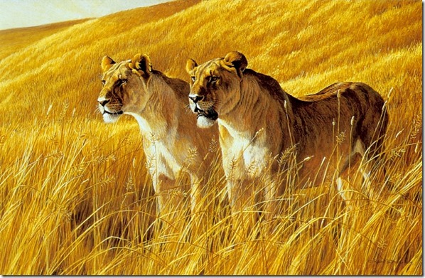 African Amber - Lioness Pair