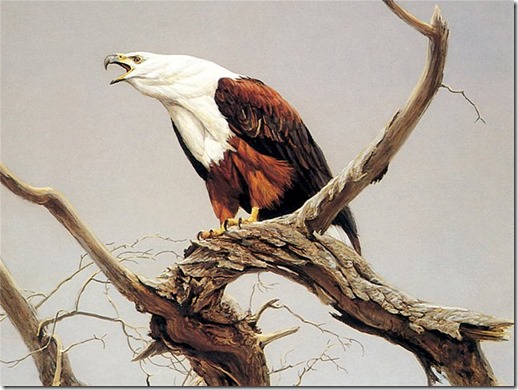 African Fish Eagle (detail)