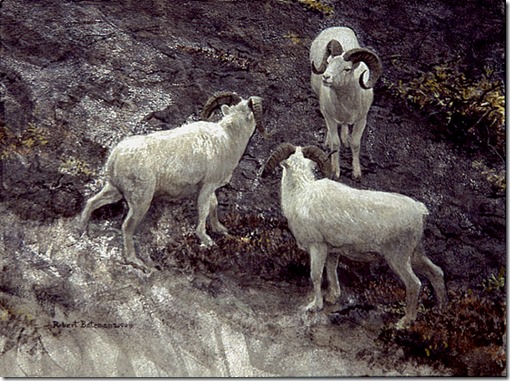 Alaska – Dall Sheep Rams, 2000