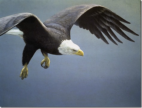 Approach – Bald Eagle, 1995
