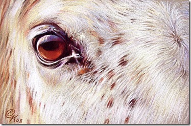 white-horse-close-up-elena-kolotusha